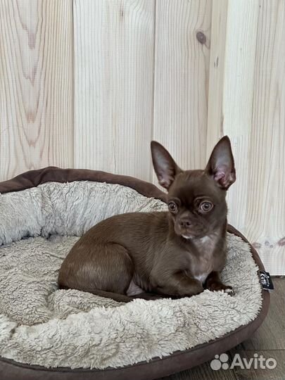 Чихуахуа мальчик