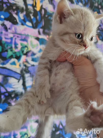 Шотландские котята скотиш страйт