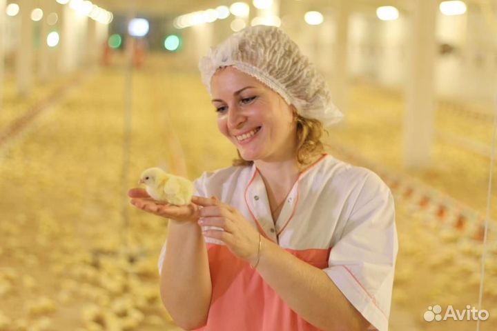 Разнорабочий на птицефабрику (вахта). Берем всех