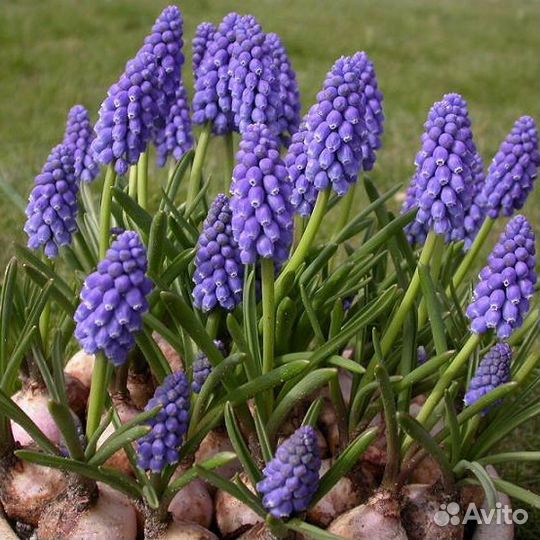 Мускари. Выдача началась