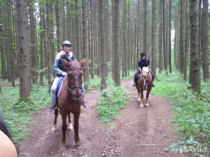 Постой для лошадей