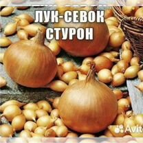 Лук севок