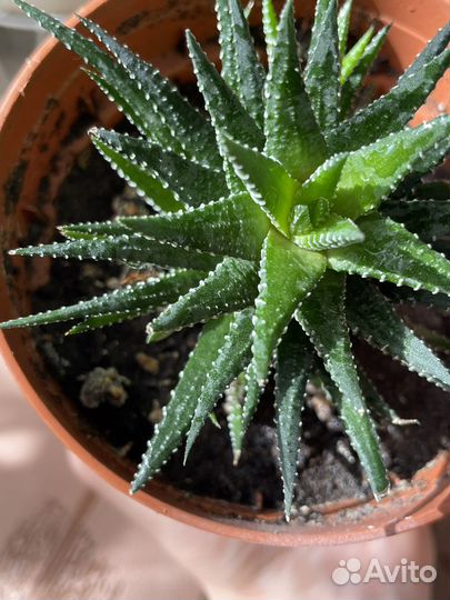 Суккуленты хавортия