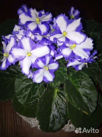 Сортовые красивоцветущие фиалки