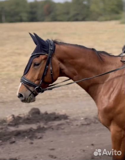 Ганноверская лошадь