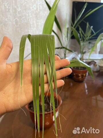 Пальма веерная вашингтония нитеносная купить в Москве | Товары для дома ...