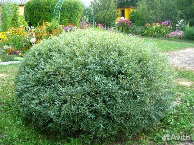 Ива пурпурная нана