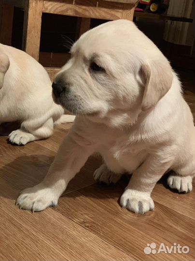 Лабрадоры.супер детки