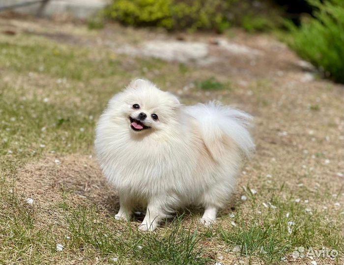 Померанский шпиц