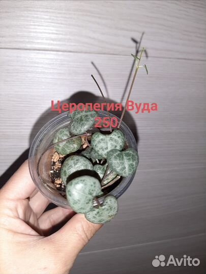 Комнатные растения ассорти