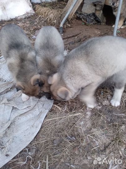 Помесь лайка