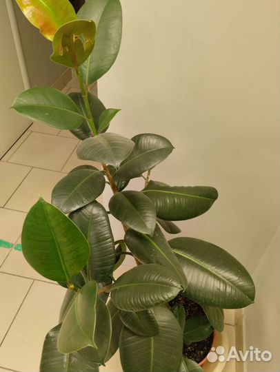 Фикус каучуконосный большой