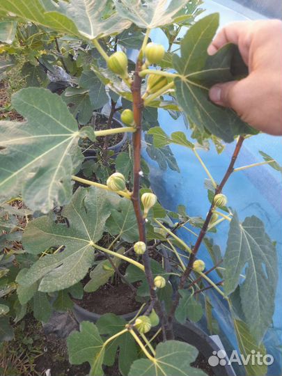 Инжир Паначче