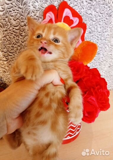 Котята даром