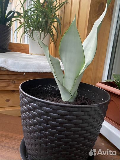 Сансевьерия