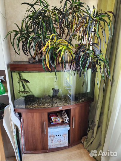 Аквариум с тумбой Juwel Vision