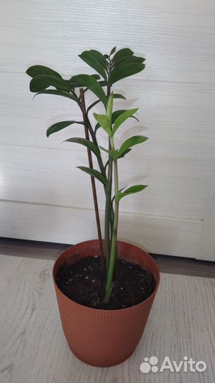 Замиокулькас