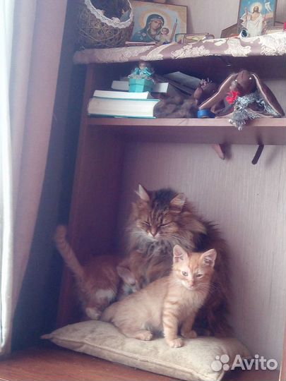 Котята в добрые руки