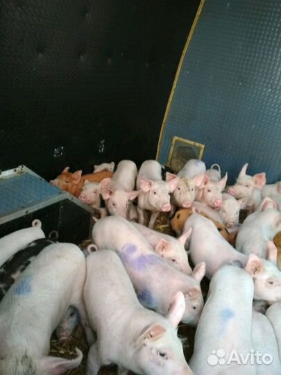 Продаю упитанных поросят