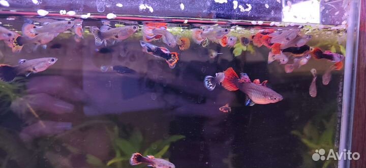 Гуппи и пецилии