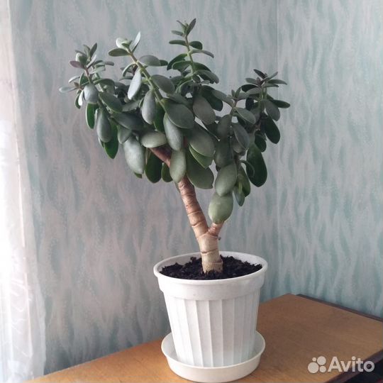 Денежное дерево (толстянка)