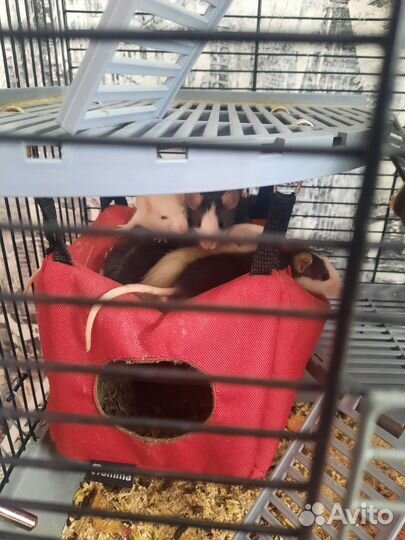 Отдам в добрые руки крыс