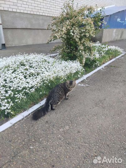 Коты мейн-кун Вязка