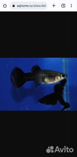Рыба гуппи (мальки)