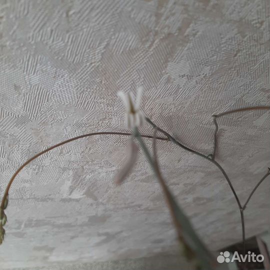 Кактусы и суккуленты