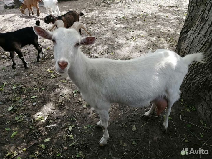Продам коз