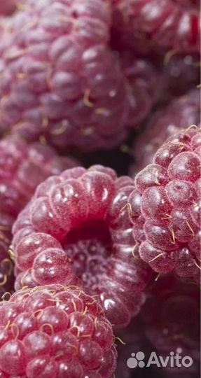 Саженцы малины