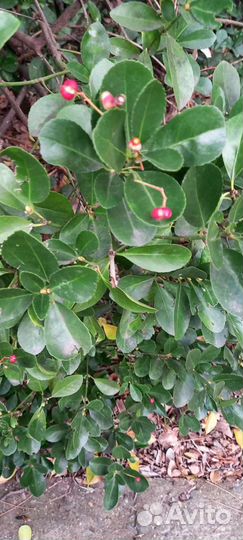 Бересклет японский саженцы