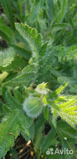 Мак садовый