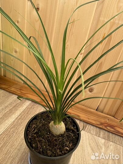 Бальзамин, пеларгония,нолина