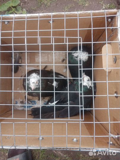 Продажа николаевских голубей