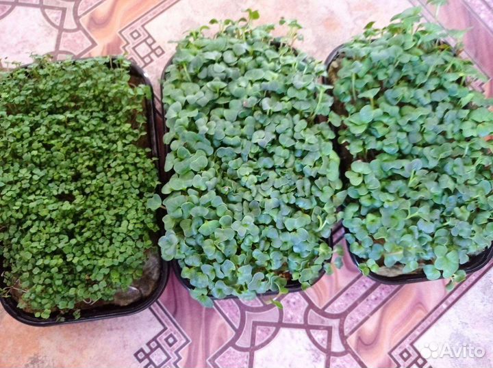 Микрозелень