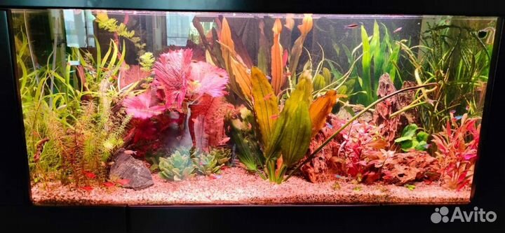 Обслуживание аквариума. Срочный выезд