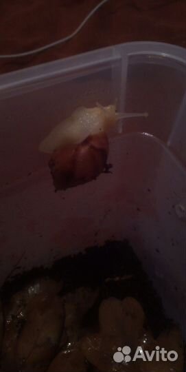 Улитки ахатины альбиносы