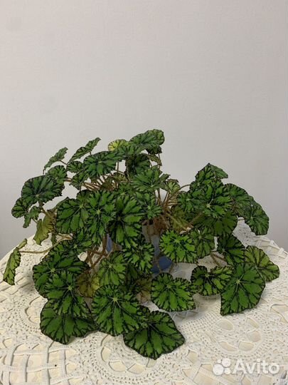 Бегония королевская