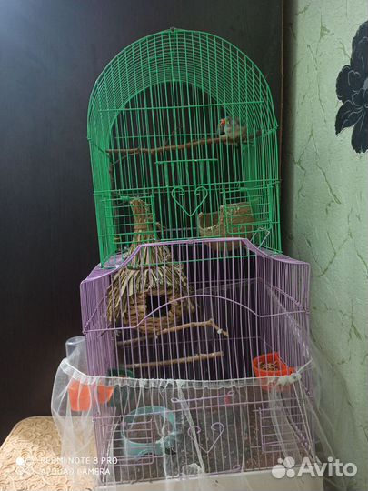 Птицы амадины