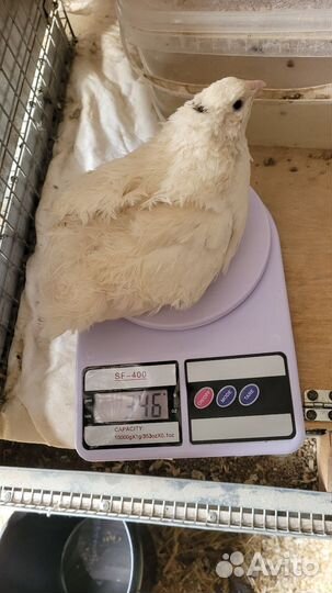 Ия перепелов