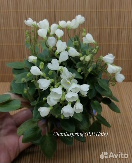 Фиалки ампельные