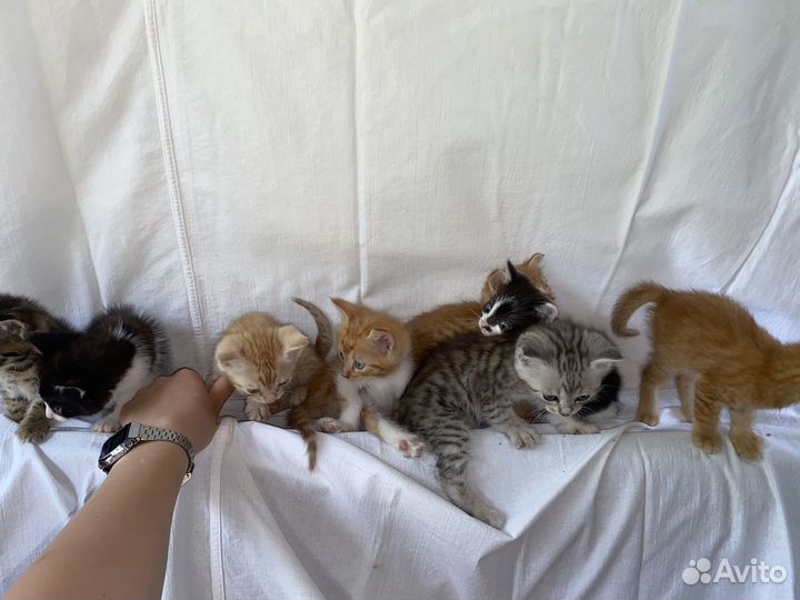 Отдадим даром в хорошие руки