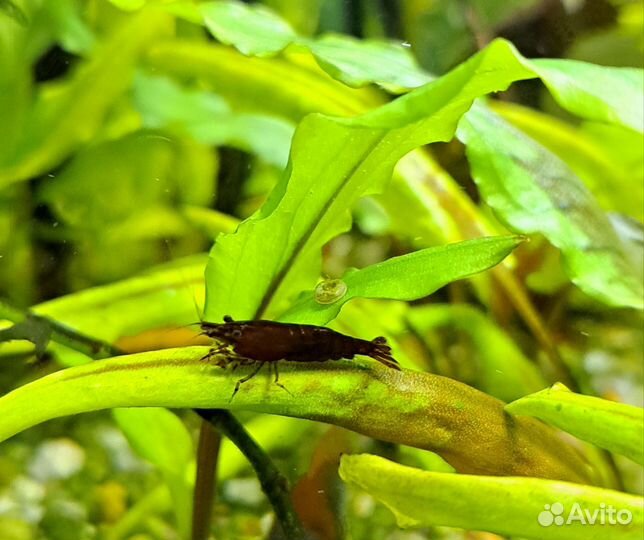 Креветки неокардины пресноводные аквариумные