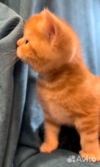 Шотландский котенок
