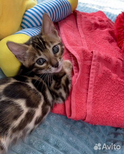 Бенгальская девочка в любимцы