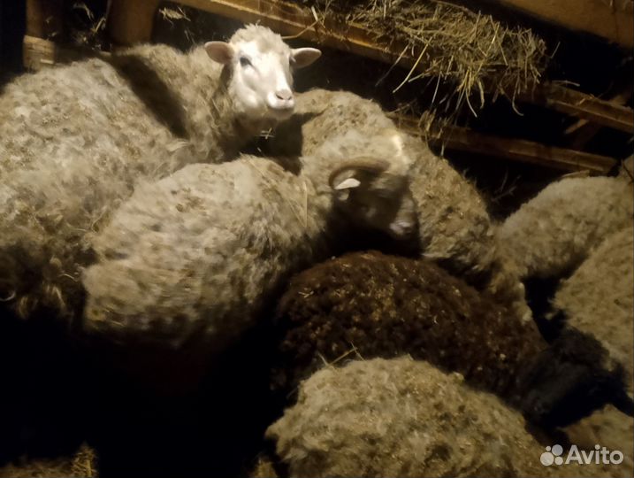Овцы бараны