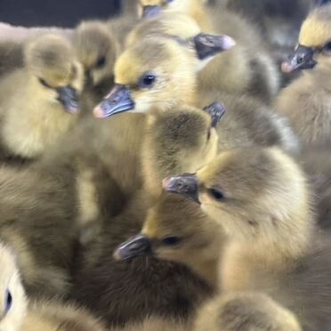 Суточные и подрощенные Гусята Линда и Крупно Серые