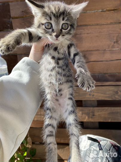 Котята в добрые руки 1 месяц