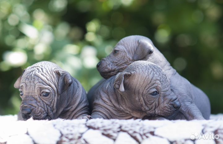 Ксолоитцкуинтли